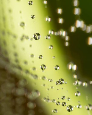 Doğada örümcek ağında su damlacıkları .