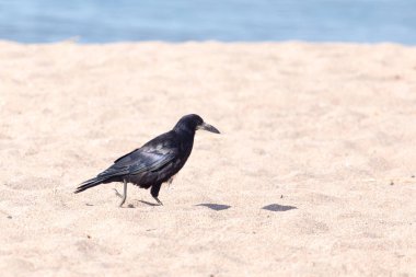 Kumda siyah karga. Doğadaki parkta.
