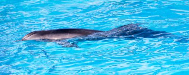 Havuzda yunus var. Doğadaki parkta.