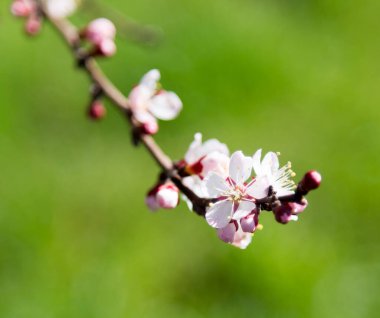 Doğada ağaçtaki çiçekler. Doğadaki parkta.