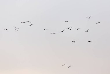 Gün batımında gökyüzünde bir martı sürüsü .