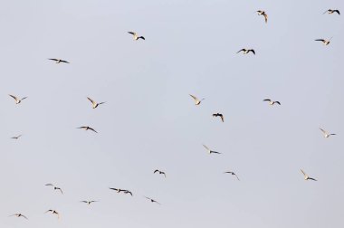 Gün batımında gökyüzünde bir martı sürüsü .