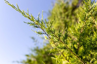 Bir eşkıyanın doğadaki güzel dalı .