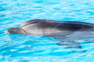 Havuzda yunus var. Doğadaki parkta.