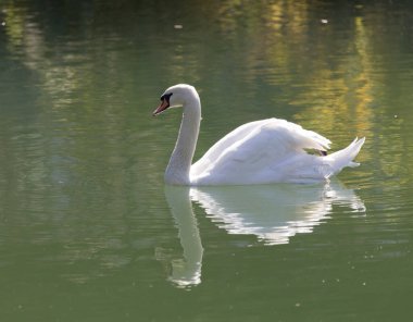 Gölde beyaz kuğu. Doğadaki parkta.