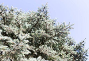 Doğadaki dallı mavi Noel ağacı. Doğadaki parkta.