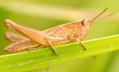 Doğadaki çekirge. Yaklaştın. Doğadaki parkta.