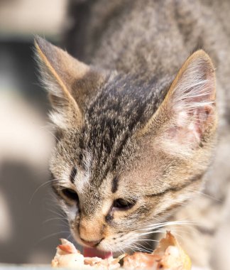Kedi yavrusu yiyor. Doğadaki parkta.
