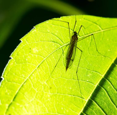 Yeşil yapraklı büyük sivrisinek. Doğadaki parkta.