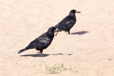 Kumda siyah karga. Doğadaki parkta.
