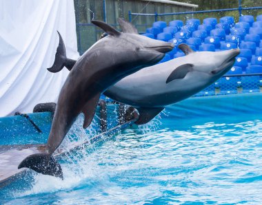 Havuza atlayan iki yunus. Doğadaki parkta.