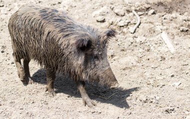 Doğa üzerindeki parkta yaban domuzu .