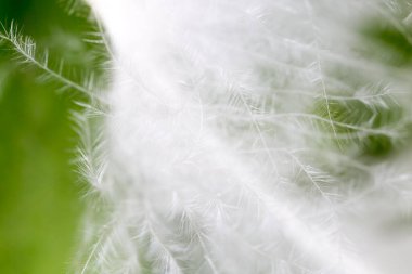 Yeşil arka planda bir tüy. Doğadaki parkta.