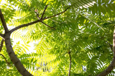 Doğada ağaçtaki yeşil yapraklar .