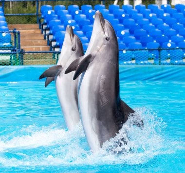 Havuzda dans eden iki yunus. Doğadaki parkta.