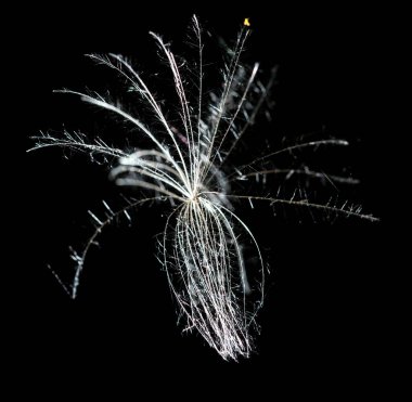 Siyah arka planda tüylü bir karahindiba. Doğadaki parkta.