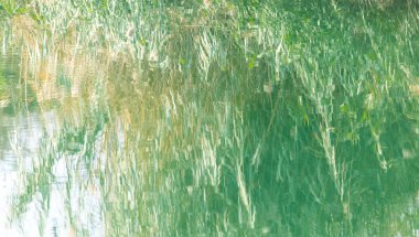 Suyun yüzeyindeki sazlıkların yansıması. .