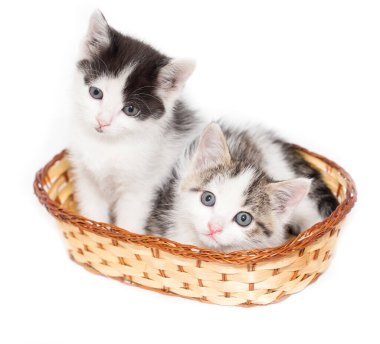 Beyaz arka planda sepette iki kedi yavrusu. .