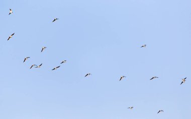 Mavi gökyüzüne karşı bir martı sürüsü .