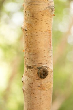 huş gövdesi vahşi doğada. Doğadaki parkta.