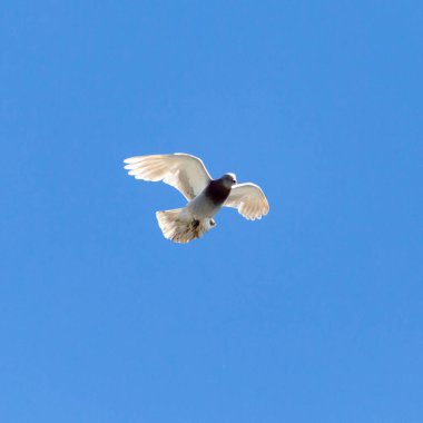 Mavi gökyüzüne karşı uçan bir güvercin .