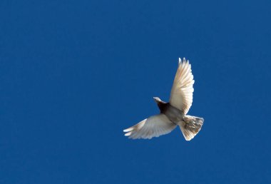 Mavi gökyüzüne karşı uçan bir güvercin .