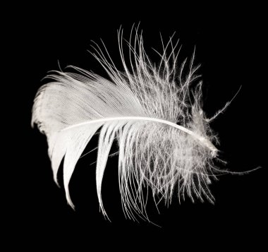 Siyah arka planda beyaz tüy. Fotoğraflar stüdyoda.