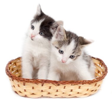 Beyaz arka planda sepette iki kedi yavrusu. .