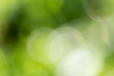 Yeşil doğanın bokeh arka planı. Doğadaki parkta.