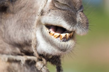Devenin ağzı. Doğadaki parkta.