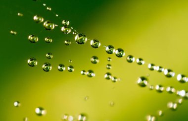 Doğada örümcek ağında su damlacıkları .