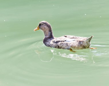 Ördek gölde yüzüyor. Doğadaki parkta.
