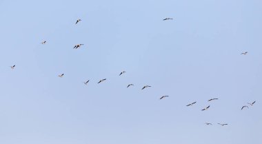 Mavi gökyüzüne karşı bir martı sürüsü .