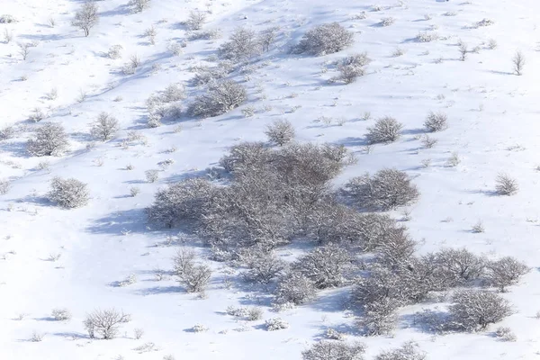 Boom Sneeuw Bergen Het Park Natuur — Stockfoto