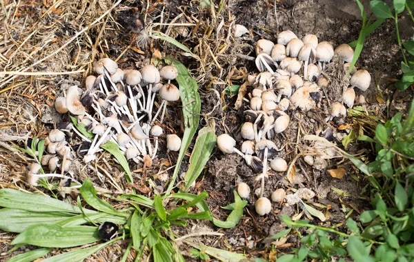 Ungenießbare Pilze Der Natur Park Der Natur — Stockfoto