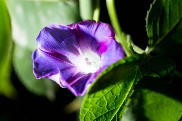 Gotas Agua Una Flor Azul Parque Naturaleza — Foto de Stock