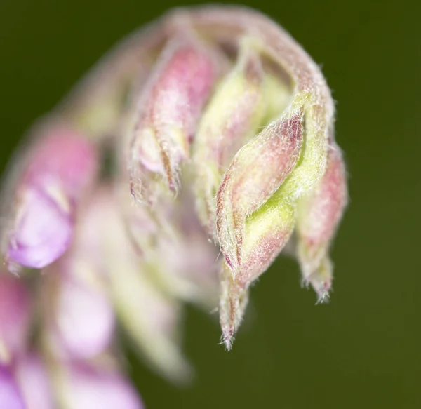 Fiore Viola Super Macro Nel Parco Nella Natura — Foto Stock