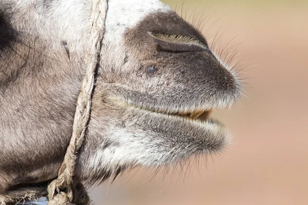 Mond Van Een Kameel Het Park Natuur — Stockfoto