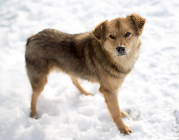 Ritratto Cane All Aperto Inverno Nel Parco Nella Natura — Foto Stock