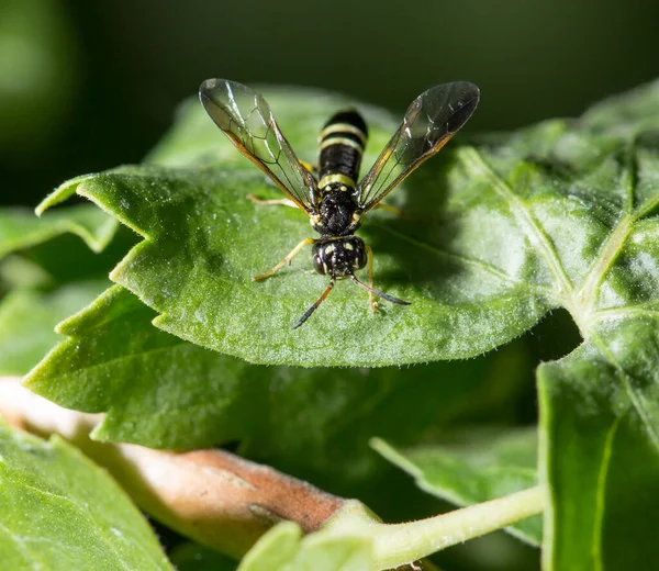 Wasp Green Leaf Park Nature — Stock Photo, Image