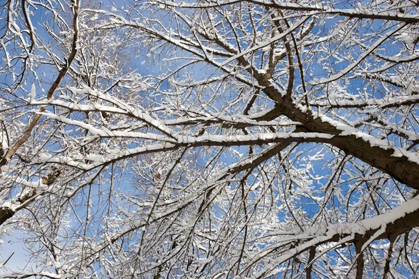 Neve Sull Albero Contro Cielo Blu — Foto Stock