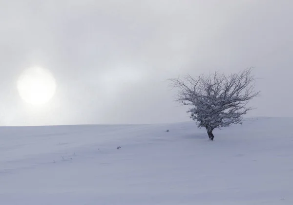 Дерево Снігу Світанку Сонце — стокове фото