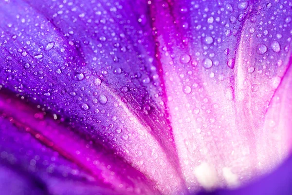 Drops Water Blue Flower — Stock Photo, Image