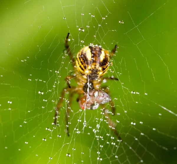 Waterdruppels Een Spinnenweb Met Spin Natuur — Stockfoto