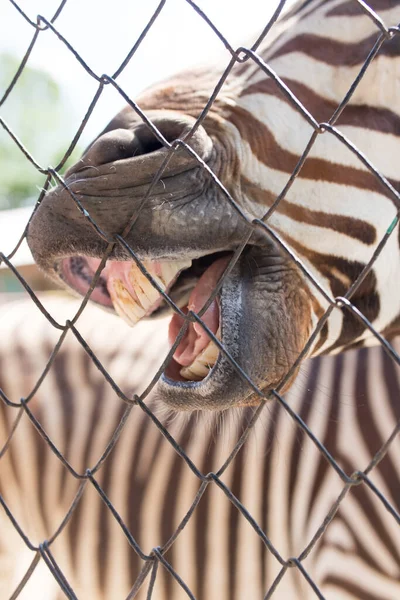 在大自然的动物园里笑斑马 在大自然的公园里 — 图库照片