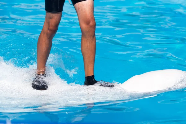 Muž Stojící Bílém Delfínovi Bazénu — Stock fotografie