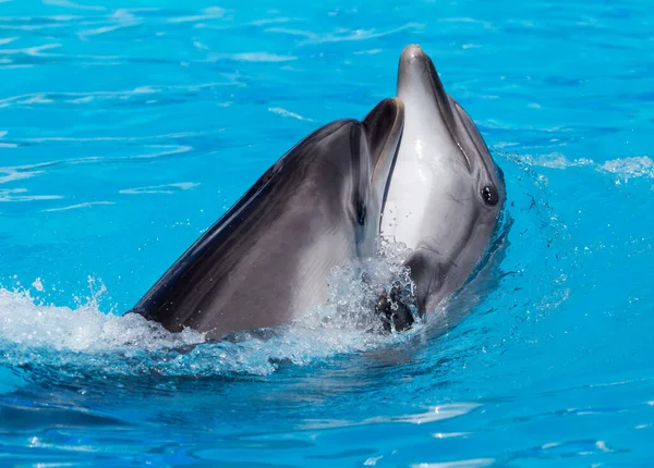 Twee Dansende Dolfijnen Het Zwembad Het Park Natuur — Stockfoto