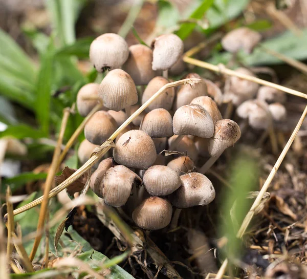 Inedible Mushrooms Nature Park Nature — Stock Photo, Image