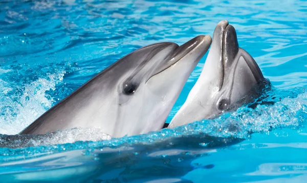 Twee Dansende Dolfijnen Het Zwembad Het Park Natuur — Stockfoto