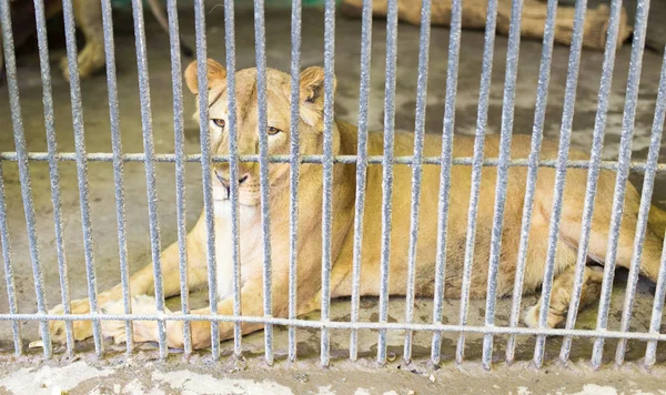 Lion Fence Zoo Park Nature — Stock Photo, Image